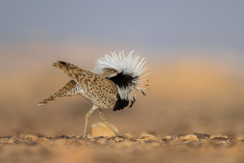 A male houbara bustard stands on rocky ground, displaying striking white and black plumes on its neck, with its head turned and one wing partially lifted, set against a blurry, sandy background.