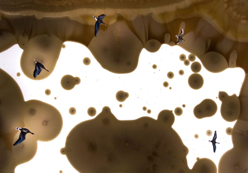 Five birds flying against a surreal background of large and small brownish spots on white, creating an abstract, dreamlike sky.