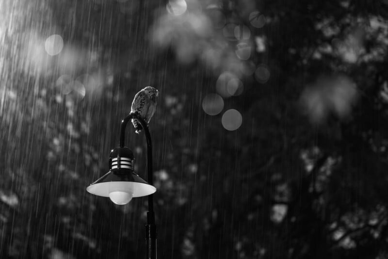 A bird perches on top of a streetlamp in the rain, surrounded by blurred trees and circular light bokeh in the black and white background.