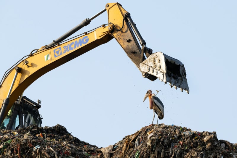 A large excavator scoops trash at a landfill, while a marabou stork stands on top of a garbage pile beneath the machine’s bucket against a clear blue sky.