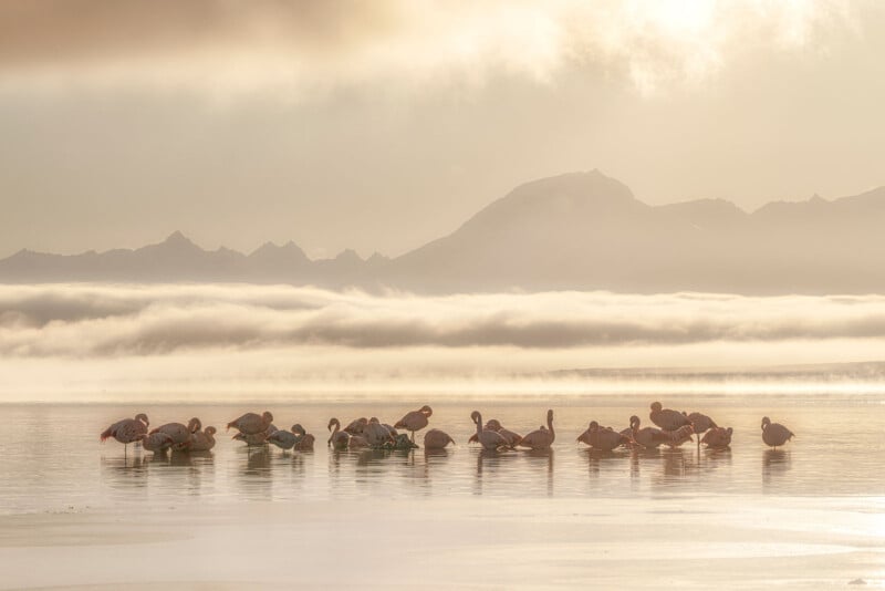 A group of flamingos stands in shallow, reflective water with mist, distant mountains, and a hazy sky in the background. The soft light creates a serene and tranquil atmosphere.