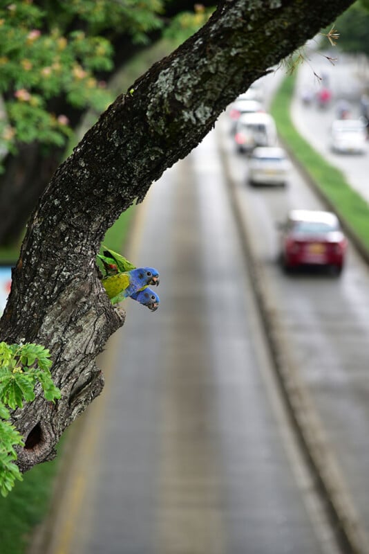 Two parrots peek out from a tree cavity beside a busy urban road, with cars driving by and green foliage above.