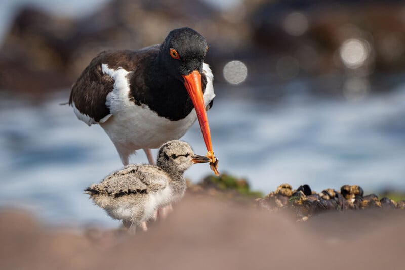 An adult oystercatcher with a long orange beak feeds food to a fluffy chick standing nearby on rocky ground near water.