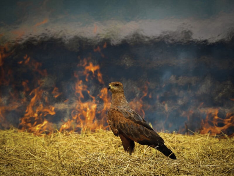 A brown eagle stands on dry grass, looking alert, with flames and thick smoke rising in the background, suggesting a wildfire in progress.