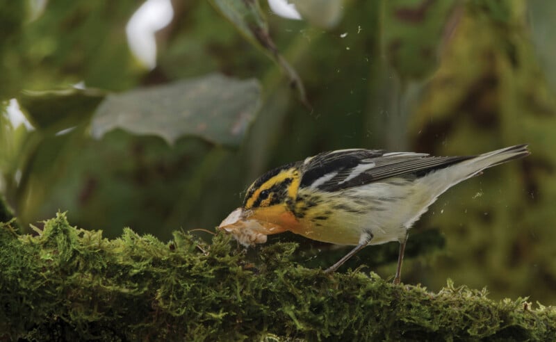 A small bird with black, white, and yellow markings perches on a mossy branch, pecking at an insect or food item. Lush green leaves fill the blurry background.