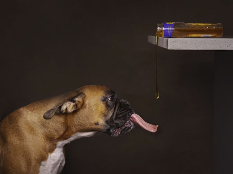 A brown and white dog stretches its long tongue towards a tilted jar of honey dripping off the edge of a table against a dark background.