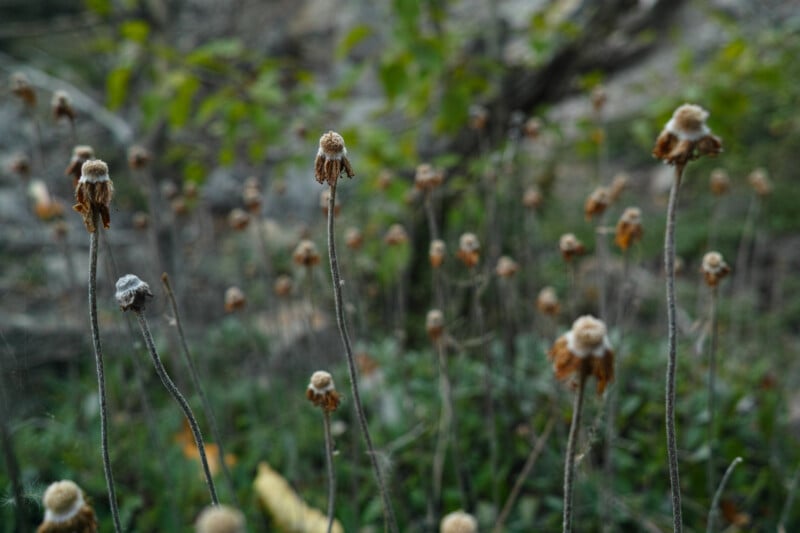 Close-up of several dried wildflowers with brown stems and fuzzy tops, standing in a field of blurred green grass and foliage in the background.