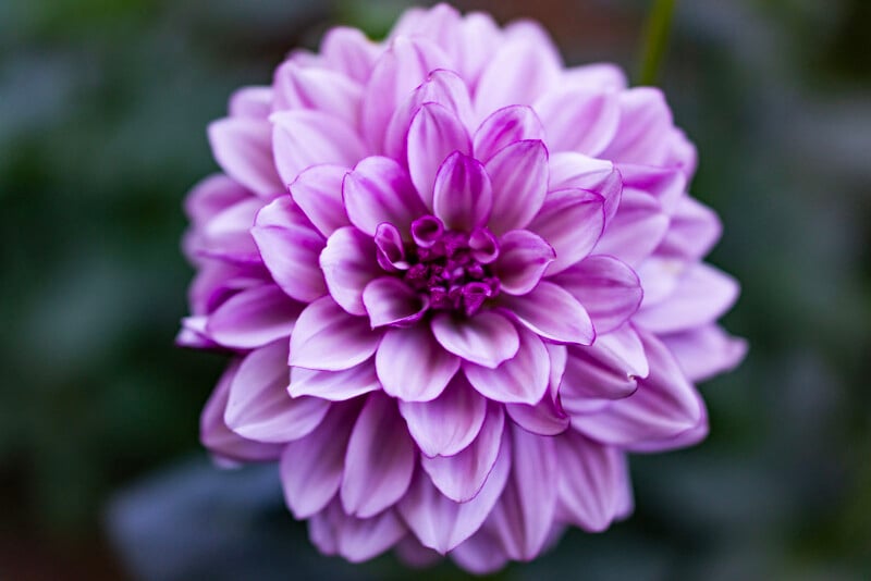 A close-up of a blooming purple dahlia flower shows layered petals with darker purple tips, set against a blurred green background.