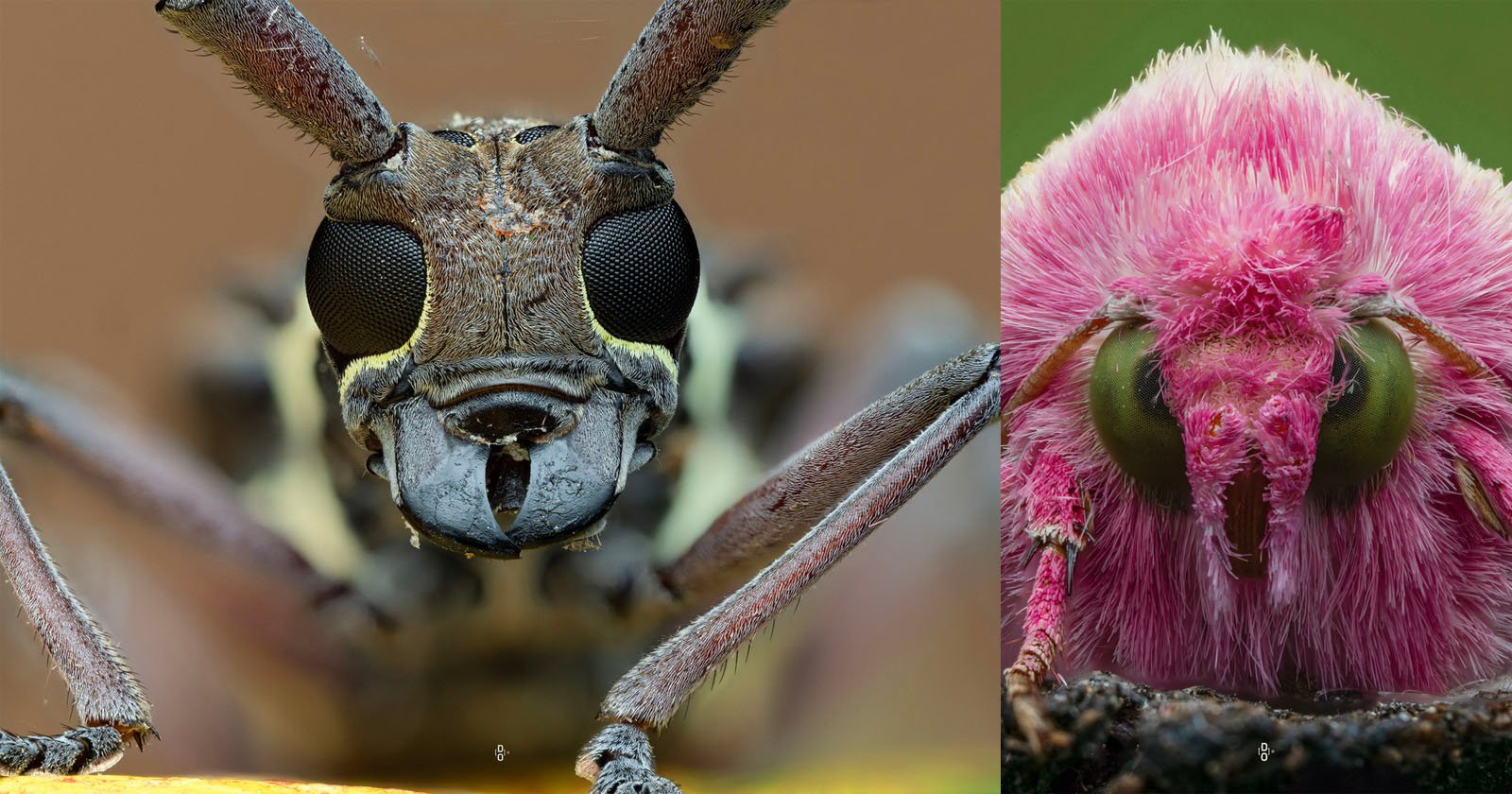 Close-up of two insects: on the left, a brown beetle with large black eyes and antennae; on the right, a pink fuzzy moth with green eyes and fine hair covering its face.