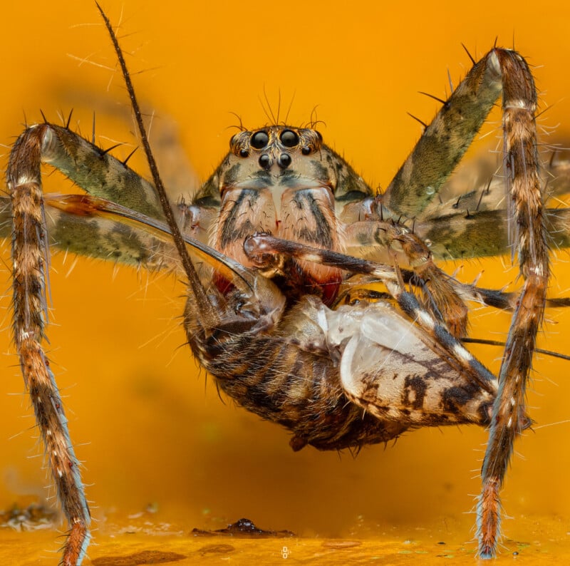 Close-up of a spider with hairy legs and multiple eyes, holding and feeding on another insect against a bright orange background.