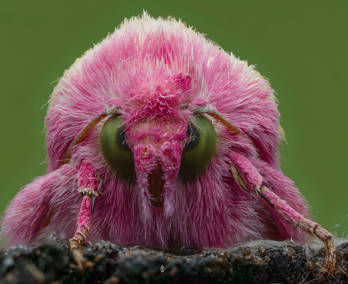 Photographer Explores the Hidden Faces of Insects | PetaPixel