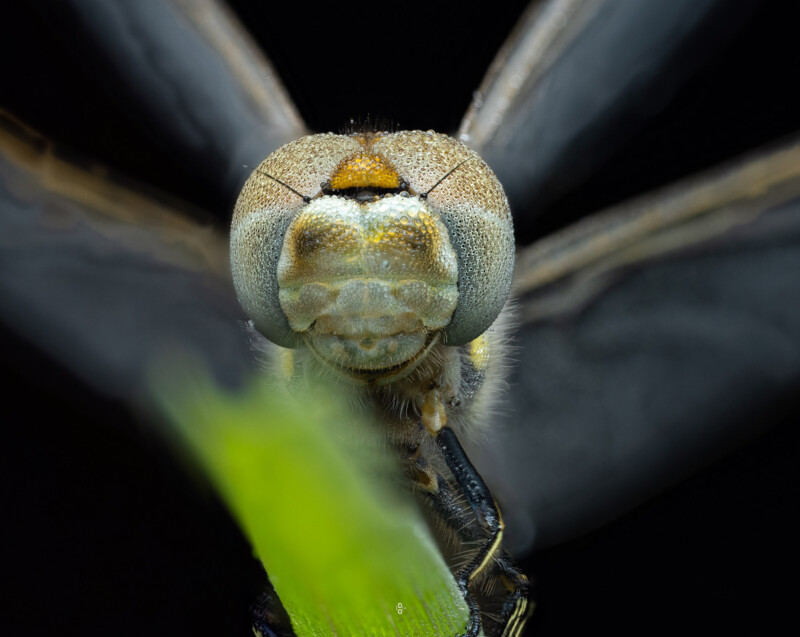 Close-up of a dragonfly’s head, showing its large compound eyes and detailed facial features, with blurred wings and a green blade of grass in the foreground.