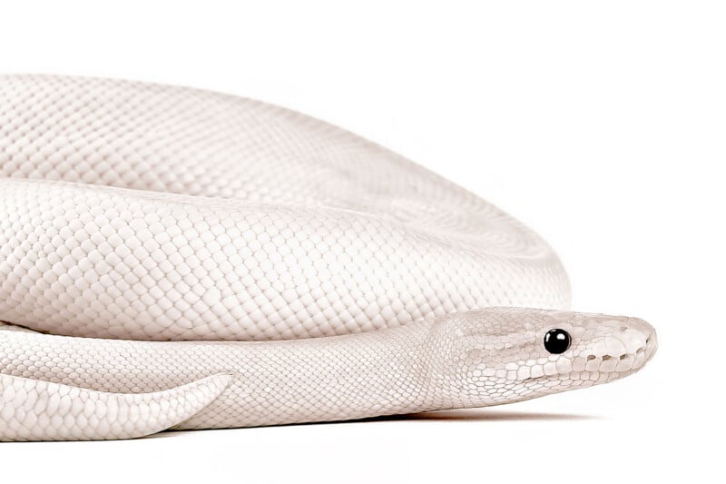 A close-up of a coiled white snake with smooth, shiny scales and black eyes, set against a plain white background.