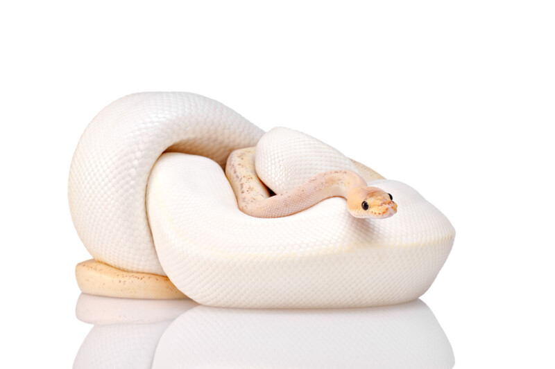 A pale, white ball python with faint beige markings is coiled up on a white reflective surface, facing forward against a plain white background.
