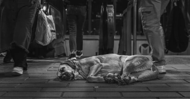 A large dog lies curled up and sleeping on a sidewalk at night, surrounded by blurred legs of people walking past in a busy urban setting. The scene is in black and white.
