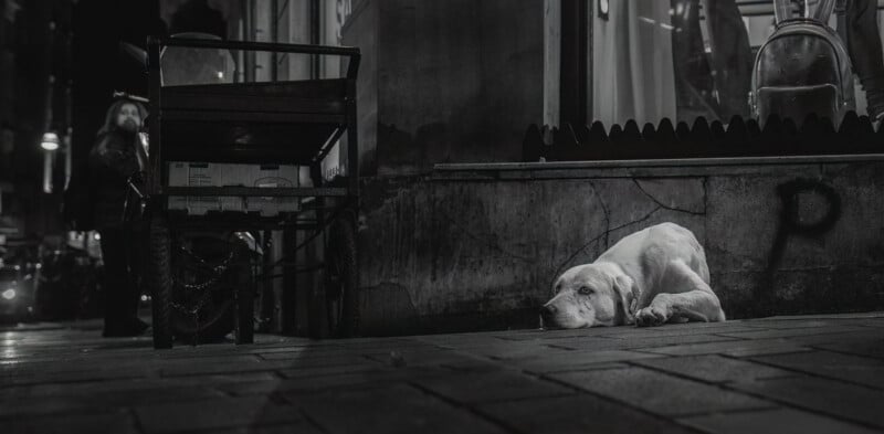 A lonely dog lies on a city sidewalk at night, resting its head on the ground near a building. A cart and a person are visible in the background, and the scene is dimly lit with a somber mood.