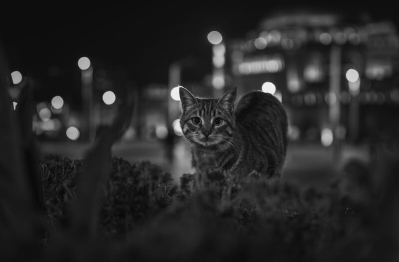 A tabby cat sits on a bush at night, looking directly at the camera. The background is out of focus, featuring city lights and buildings, creating a dramatic, moody scene in black and white.