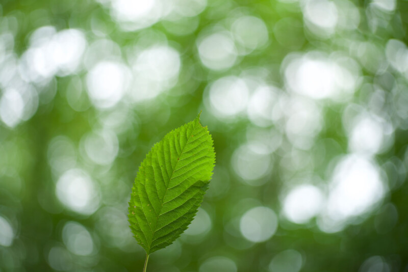 Una hoja verde con bordes irregulares se enfoca bruscamente en un fondo borroso de bokeh verde y blanco, creando una atmósfera fresca y natural.