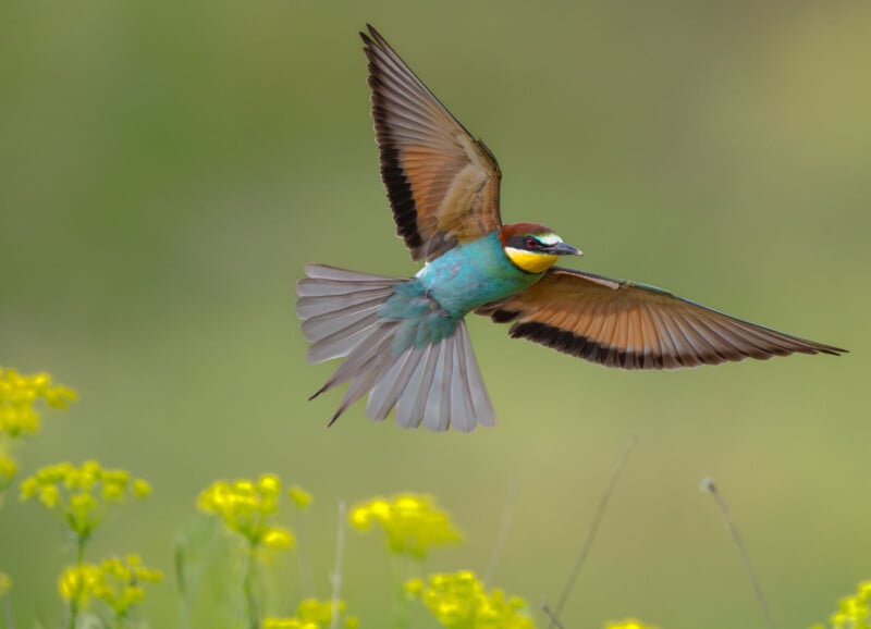 A colorful bird with blue, yellow, and brown feathers is flying above yellow wildflowers, wings spread wide, against a blurred green background.