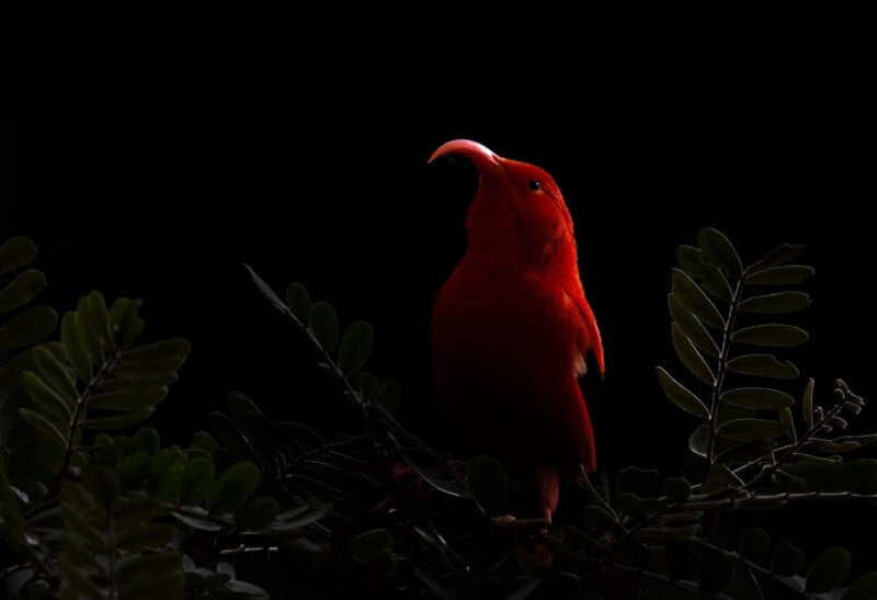 A bright red bird with a curved beak perches on a branch, surrounded by green leaves, against a dark, black background.