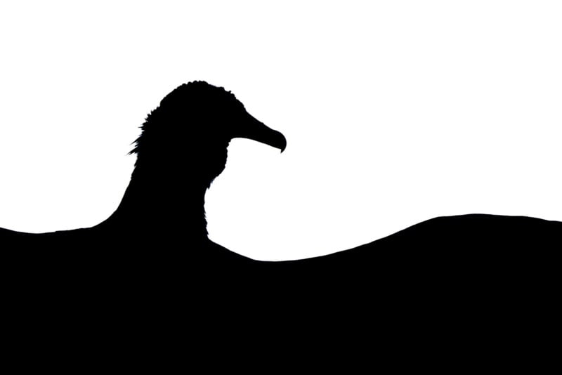 Silhouette of a bird with a curved beak, possibly a raptor, perched on a hill or branch, set against a plain white background.