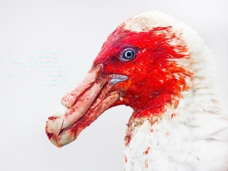 A close-up side view of a white duck with a bumpy, red, fleshy face and beak, possibly a Muscovy duck, with striking blue eye and specks of red on its beak and feathers, set against a plain white background.