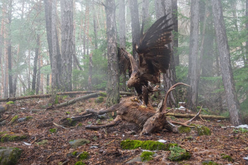 A golden eagle with wings spread stands on top of a deer carcass in a misty forest surrounded by trees and moss-covered ground.