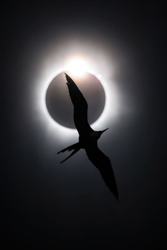 A bird in silhouette flies in front of a solar eclipse, with the sun’s corona forming a glowing ring around the dark moon in the background.