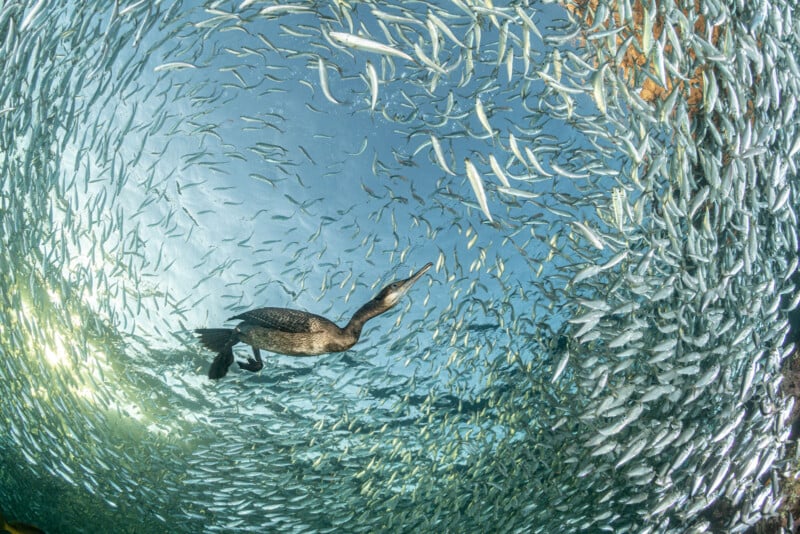 A cormorant swims underwater, surrounded by a dense, swirling school of silver fish, creating a circular, dynamic scene filled with movement and light.