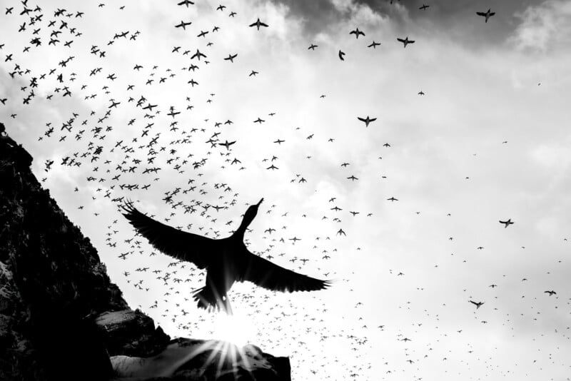 A black-and-white photo of a large flock of birds flying in the sky, with one bird in the foreground spreading its wings wide near a rocky cliff, and sunlight shining through the bottom left.
