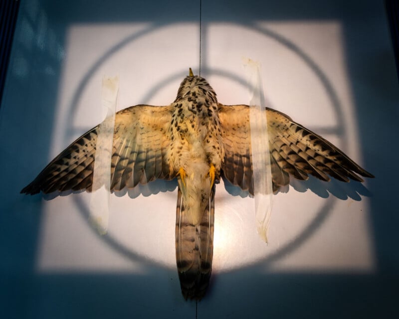 A bird with outstretched wings is taped to a flat surface beneath a spotlight, casting a circular shadow behind it. The bird appears to be part of a scientific or educational display.