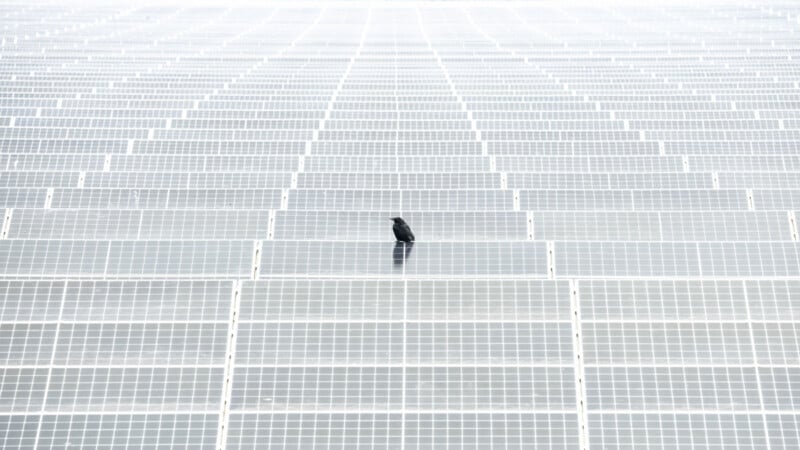 A single black bird stands on a large, bright grid of solar panels, with rows of panels extending into the distance in a symmetrical pattern.
