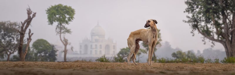 A slender brown dog stands on sandy ground with the Taj Mahal and trees in the misty background.