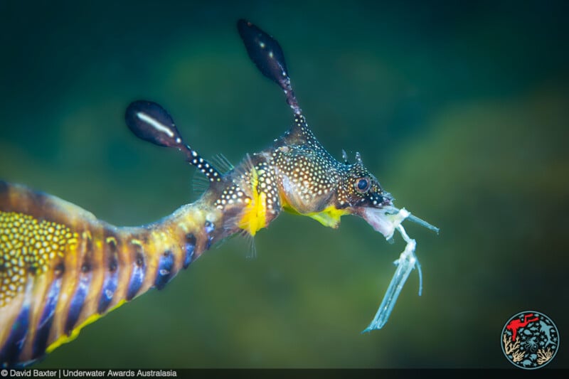 A close-up of a colorful weedy sea dragon with yellow, orange, and brown hues, eating a small shrimp underwater; the background is blurred green.