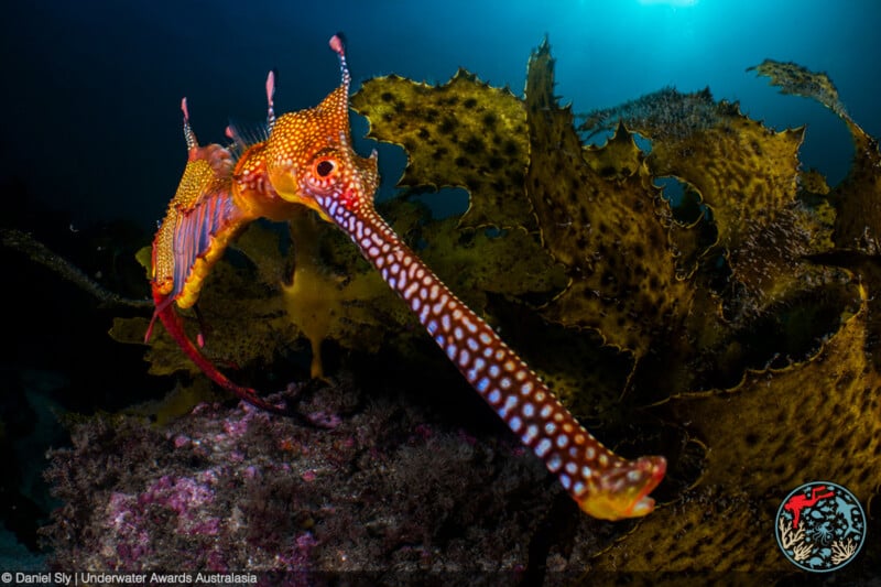 A brightly colored weedy seadragon swims near seaweed underwater, displaying its long snout, spotted body, and orange and yellow fins with sunlight streaming from above.