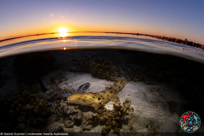 A split-shot photo captures a small spotted shark resting on the ocean floor at sunset, with the sun low above the horizon and coral and water plants visible in the golden light.