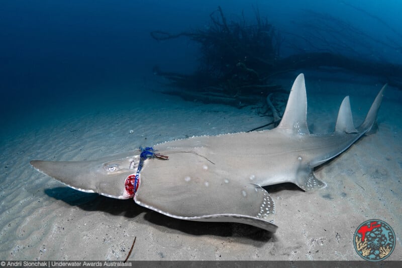 A sawfish swims along the sandy ocean floor, dragging a tangled fishing line and hook caught in its mouth. Driftwood and branches lie in the background on the seabed.