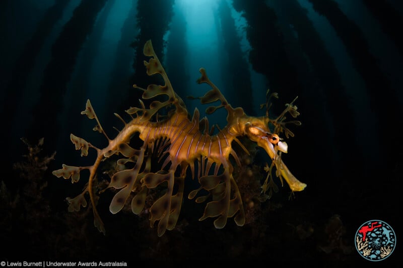 A leafy sea dragon camouflaged among kelp underwater, with beams of sunlight shining down through the water from above. Australasian Underwater Awards logo at the bottom right.