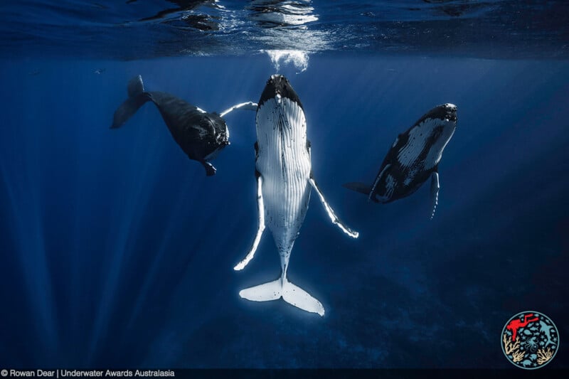 Three humpback whales, seen underwater, swim gracefully toward the surface with sunlight streaming through the blue water around them. The scene feels serene and majestic.