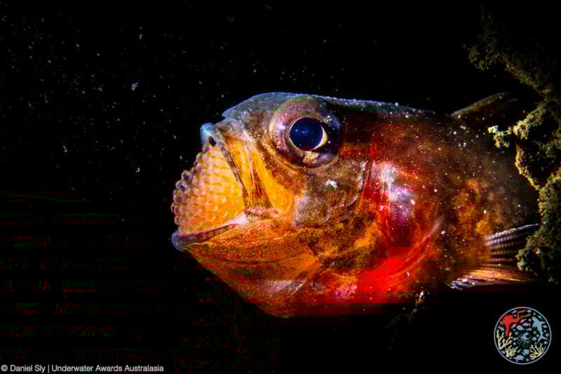 A close-up of a fish underwater with its mouth open, revealing a cluster of orange eggs inside. The fish is lit with vibrant colors against a dark background.
