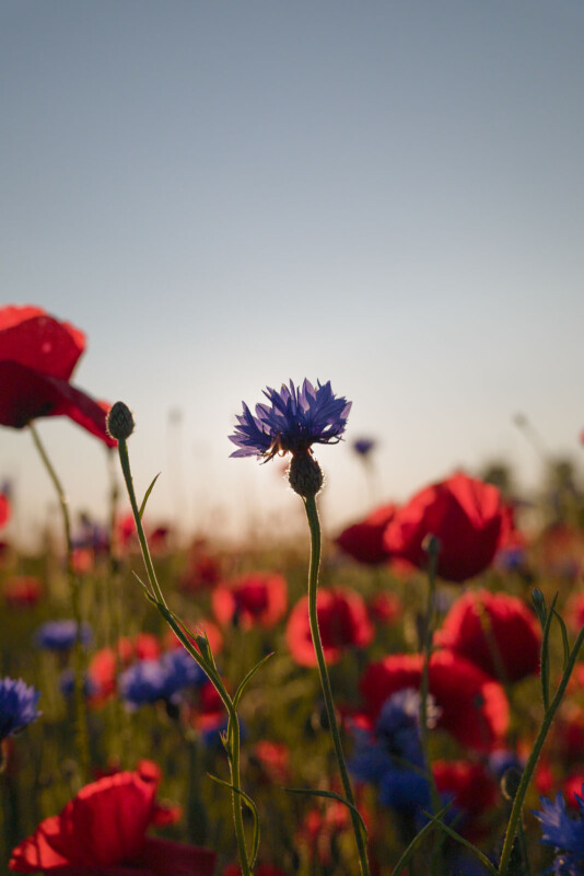 A close-up of a vibrant blue cornflower standing among red poppies in a sunlit field, with a clear sky and the warm glow of sunlight in the background.