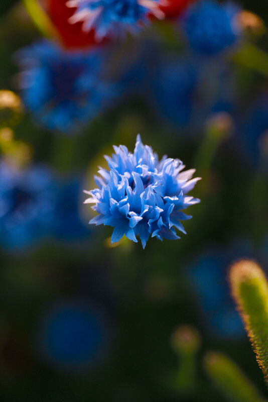 Close-up of a single bright blue cornflower in sharp focus, with a soft, blurred background of more blue flowers and green foliage. The image has warm, natural lighting.