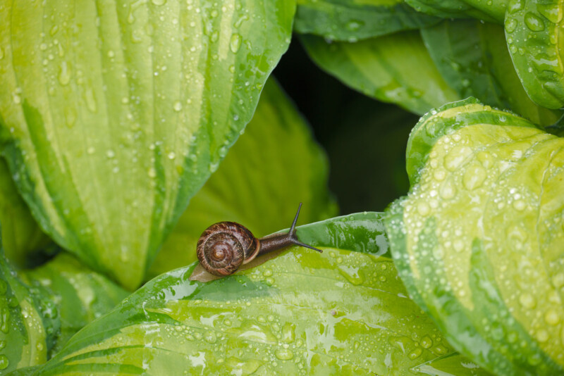 A brown snail with a spiral shell crawls on a large, bright green leaf covered in water droplets, surrounded by lush foliage.