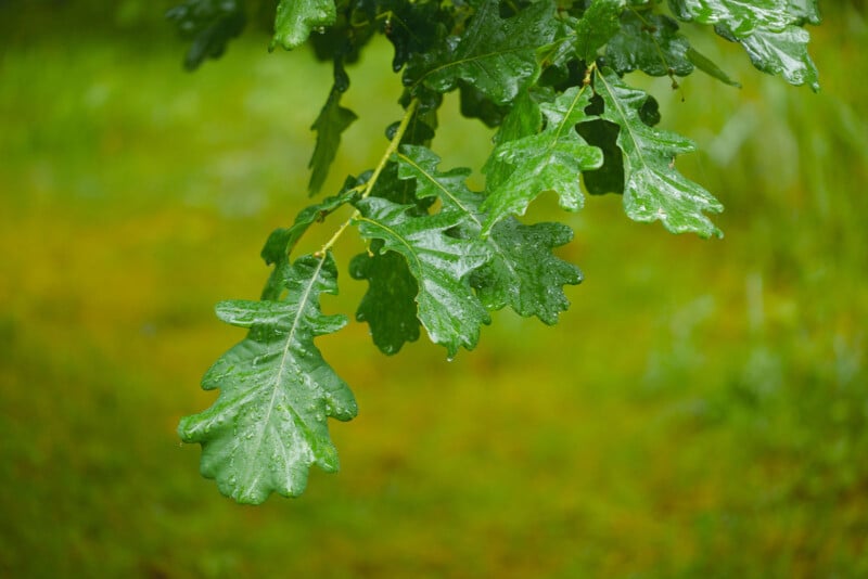 A close-up of green oak tree leaves with water droplets hanging from their edges, against a blurred green background.