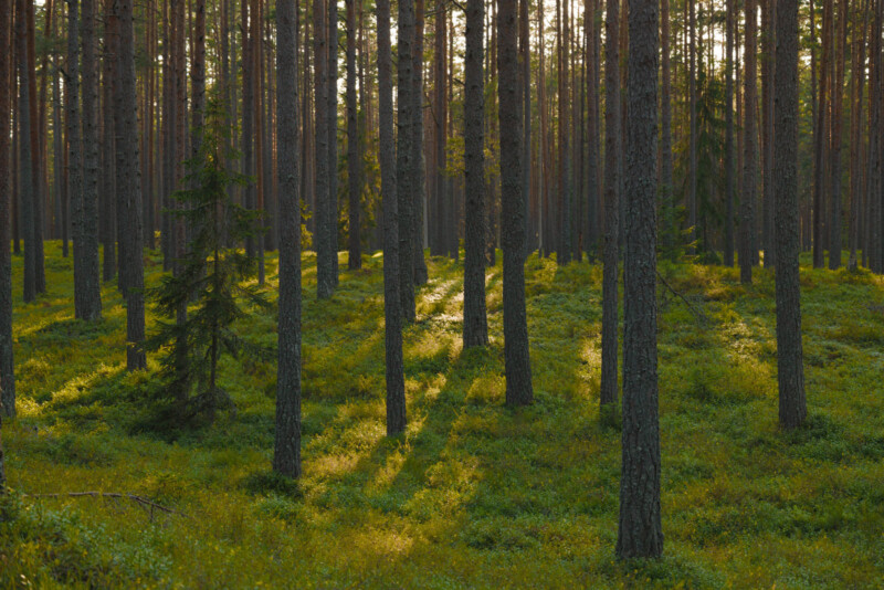 Sunlight filters through tall pine trees in a dense forest, casting long shadows on the green undergrowth and mossy ground. The scene feels calm and serene with warm, soft light and a carpet of lush vegetation.