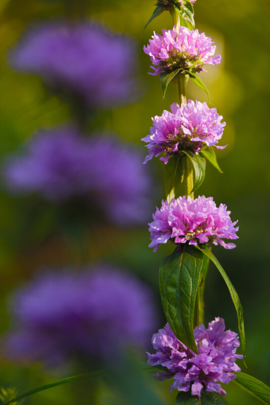 A tall stem with clusters of purple flowers and green leaves, sharply in focus, stands against a blurred green and purple background.