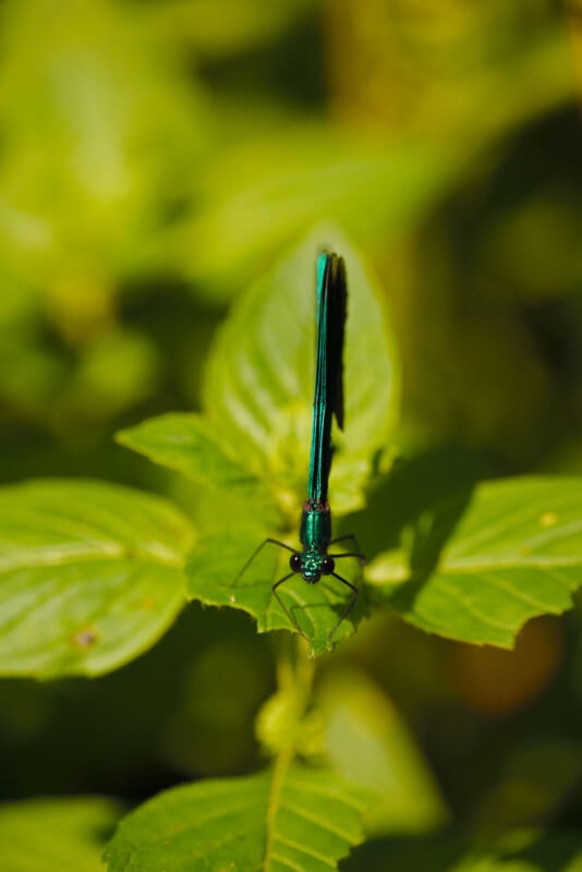 A metallic green damselfly rests on a bright green leaf, surrounded by blurred green foliage in the background.