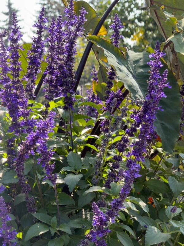 Purple salvia flowers blooming on tall green stalks amid large green leaves and foliage, with sunlight filtering through in a garden setting.
