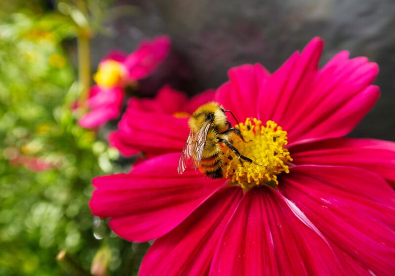 A bee with fuzzy yellow and black stripes lands on the yellow center of a vibrant pink flower, with another pink flower and green foliage blurred in the background.