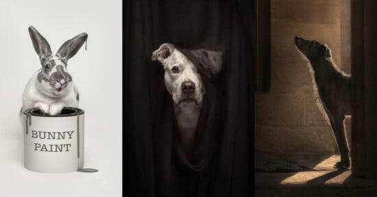 Three photos: a rabbit sitting in a paint can labeled "BUNNY PAINT"; a dog peeking through a black curtain; a dog standing in a sunlit doorway, looking up towards the light.